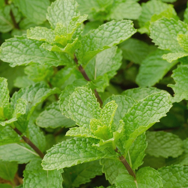 After Dinner – Heritage Tea