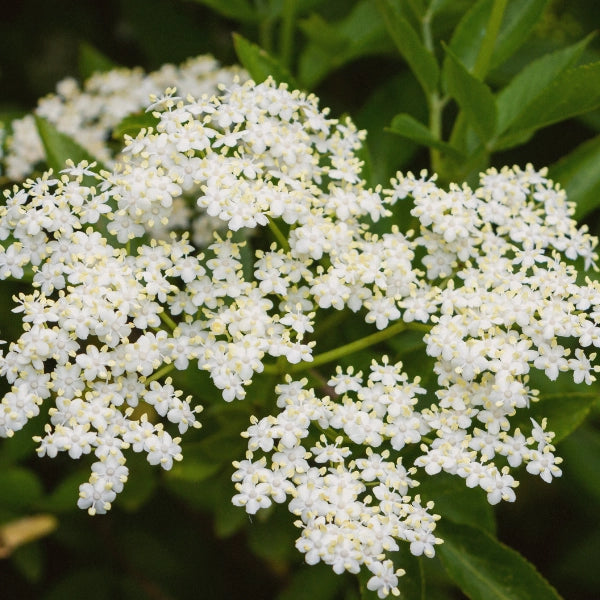 Allerex – Heritage Tea