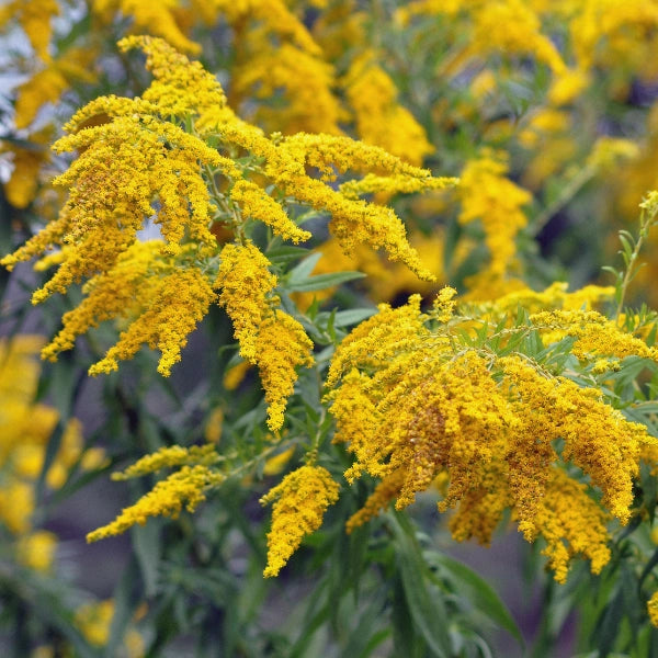 Allerex – Heritage Tea