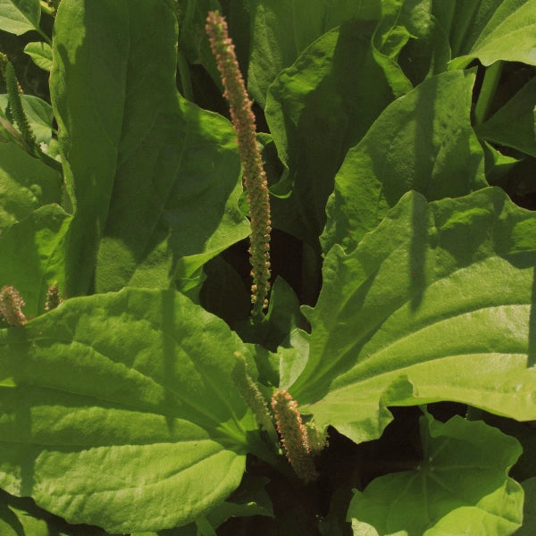 Plantain - Carrier Oil