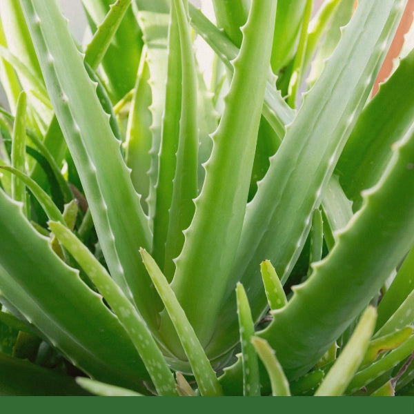 aloe vera organic plant Aloe Leaf, Powder (Aloe ferox)