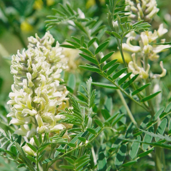 Anti-Candida – Heritage Tea