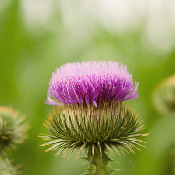 Anti-Candida – Heritage Tea