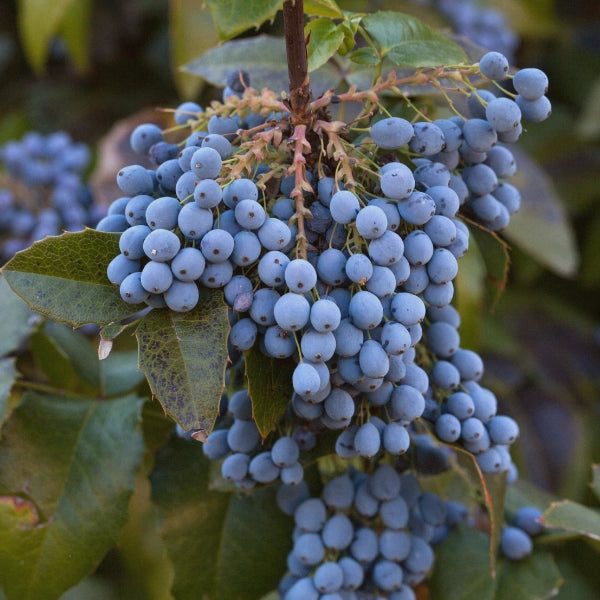 Anti-Candida – Heritage Tea