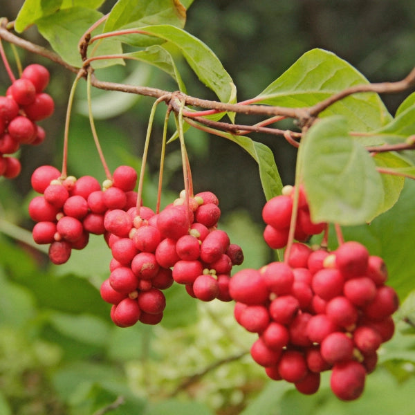 Anti-Candida – Heritage Tea