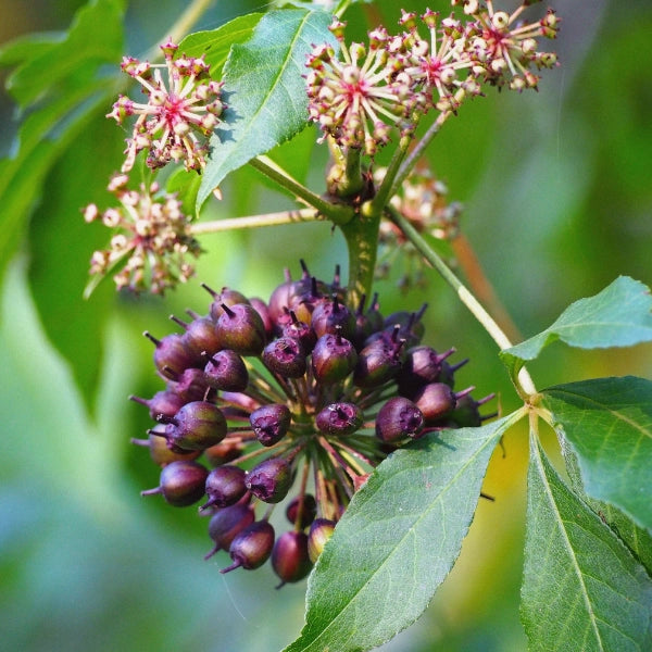 Anti-Candida – Heritage Tea