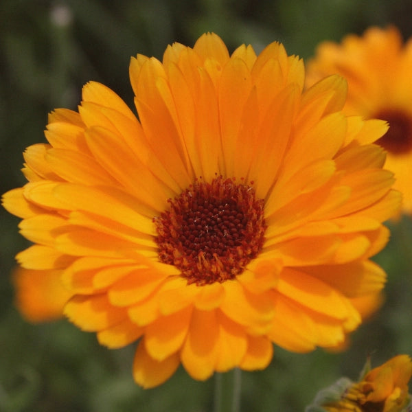 Anti-Oxidant Tea – Heritage Tea