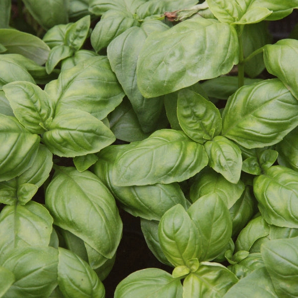 Anti-Oxidant Tea – Heritage Tea