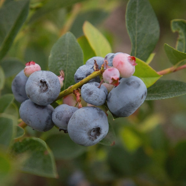 Anti-Oxidant Tea – Heritage Tea