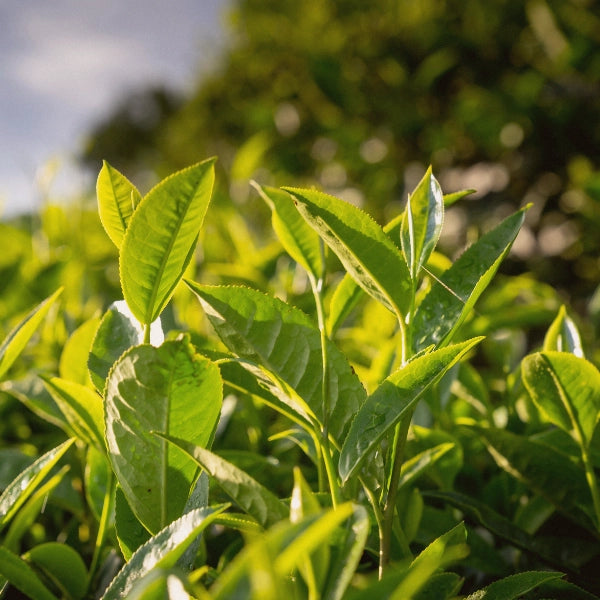 Anti-Oxidant Tea – Heritage Tea