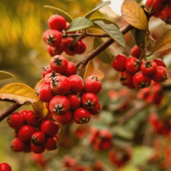 Anti-Oxidant Tea – Heritage Tea