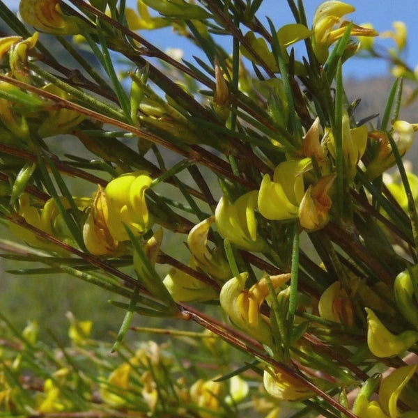 Anti-Oxidant Tea – Heritage Tea