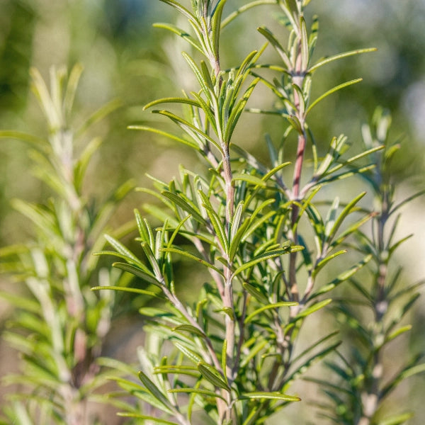 Anti-Oxidant Tea – Heritage Tea