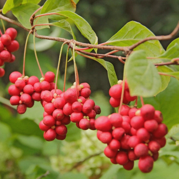 Anti-Oxidant Tea – Heritage Tea