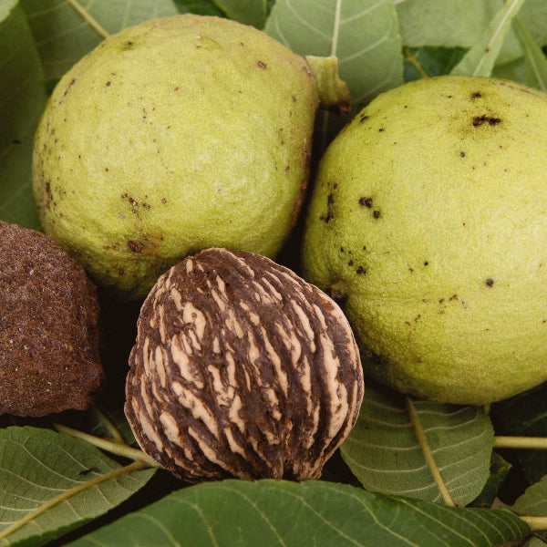 BFC – Heritage Tea