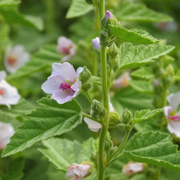 BFC – Heritage Tea