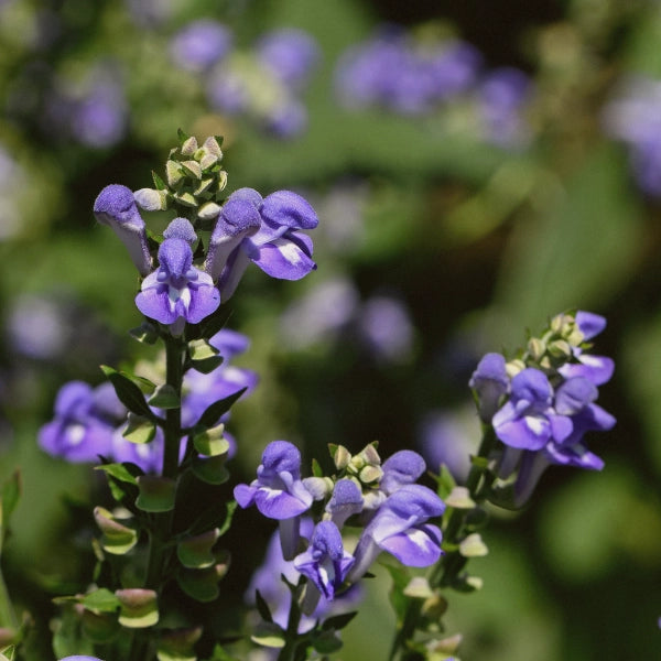 BFC – Heritage Tea