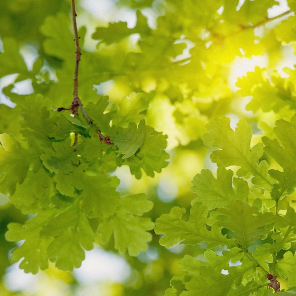 BFC – Heritage Tea