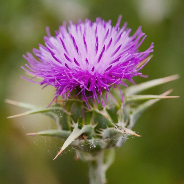 Healthology, Liv-Great Liver Formula