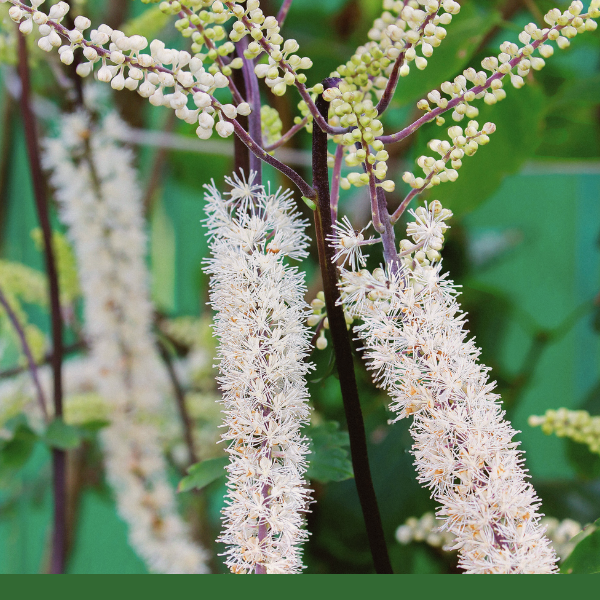 Black Cohosh, Root (Actaea racemosa) - Dried Herb, Organic