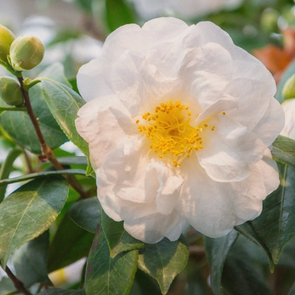 Black Tea - Assam (Camellia sinesis)- Dried herb, Organic