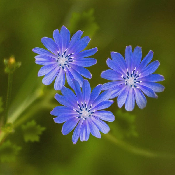 Black Tea Chai – Heritage Tea