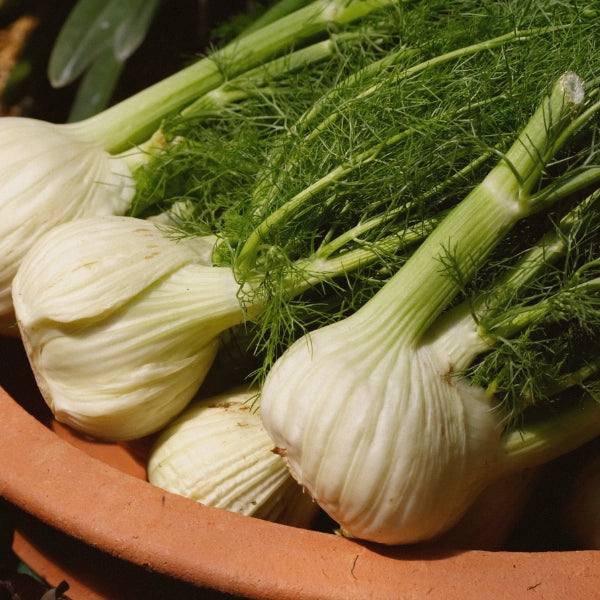 Black Tea Chai – Heritage Tea