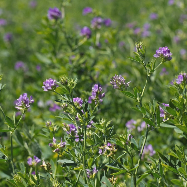 Blossoming Belly – Heritage Tea