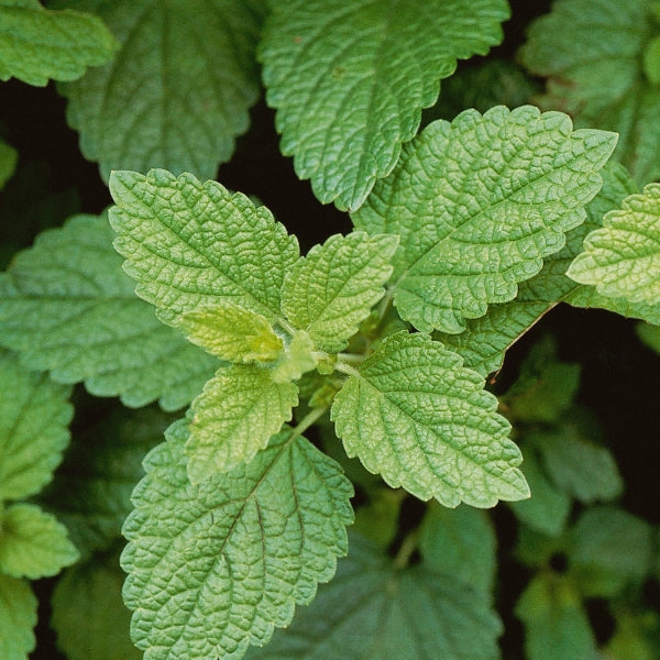 Blossoming Belly – Heritage Tea