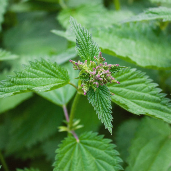 Blossoming Belly – Heritage Tea