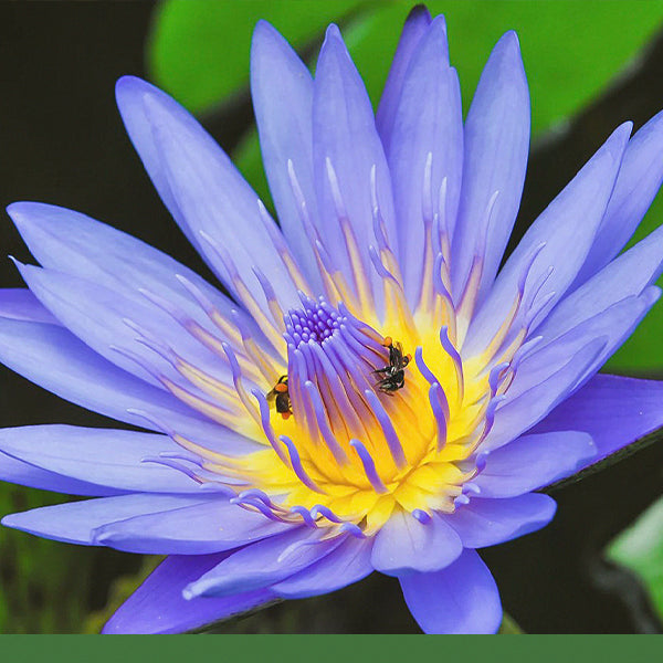 Blue Lotus - Dried Herb