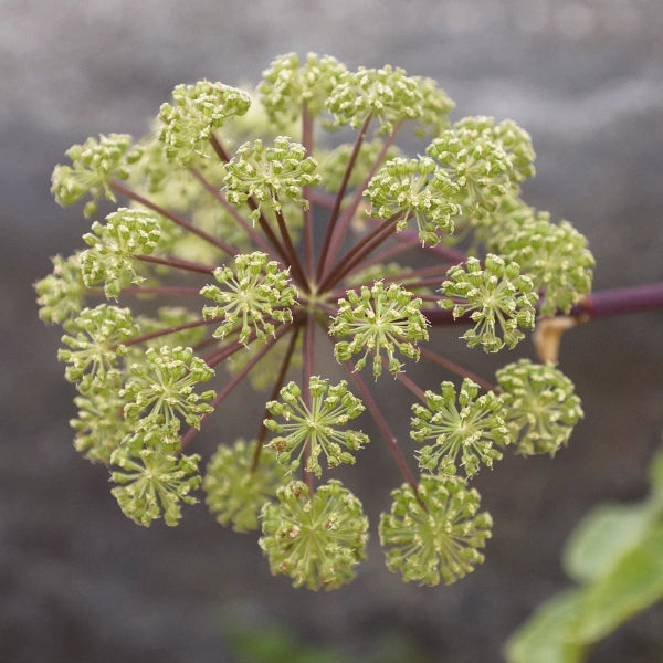 Breath of Life – Heritage Tea