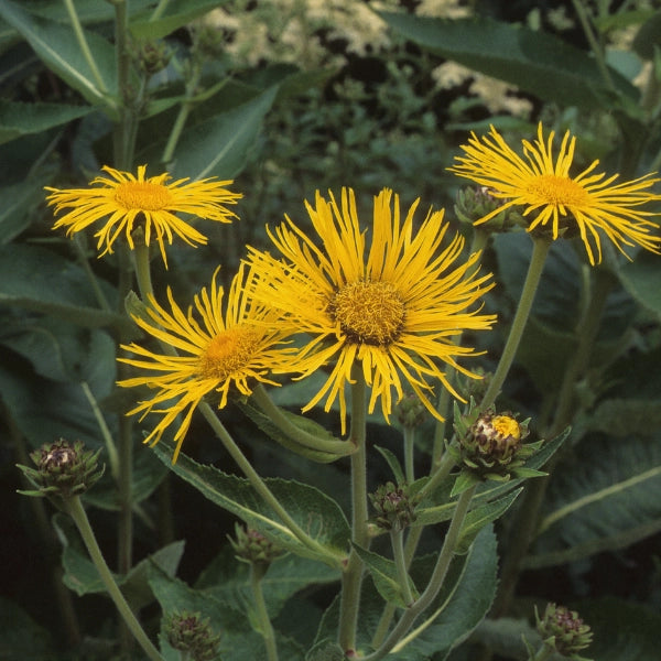 Breath of Life – Heritage Tea