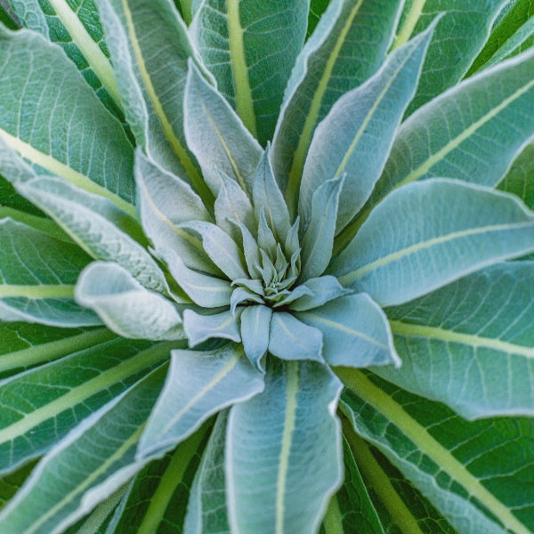 Breath of Life – Heritage Tea