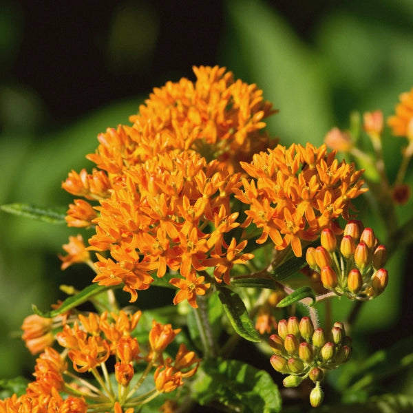 Breath of Life – Heritage Tea