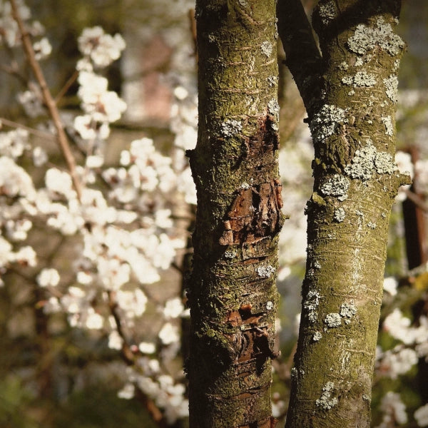 Breath of Life – Heritage Tea