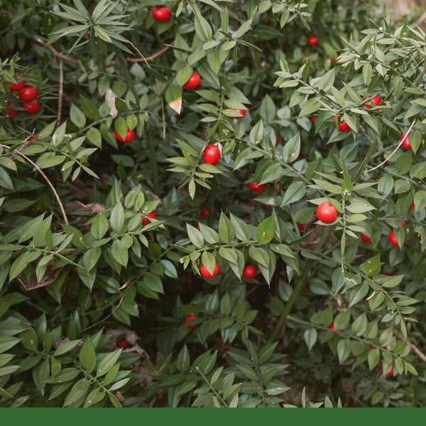 Butchers Broom, Root (Ruscus aculeatus) - Dried Herb, Organic
