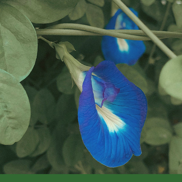 Butterfly Pea Flower Powder (Clitoria ternatea) - Dried Herb, Organic