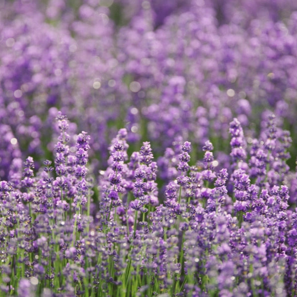 Essential Oil Starter Kit