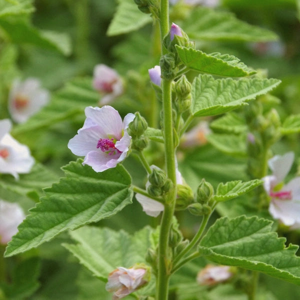 Carminative – Heritage Tea