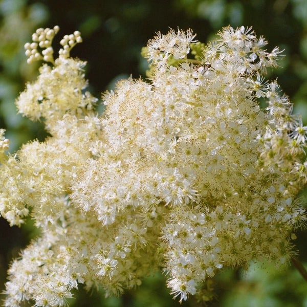 Carminative – Heritage Tea