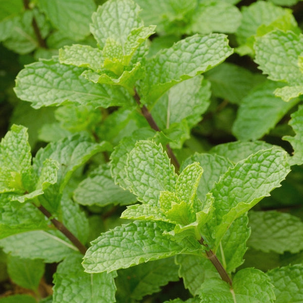 Carminative – Heritage Tea