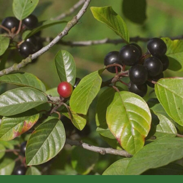 Cascara Sagrada Bark (Frangula purshiana)