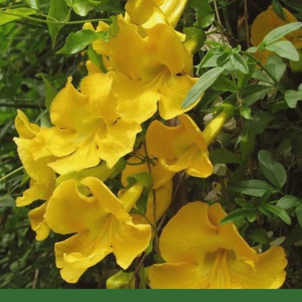 Cats Claw, Bark, Cut & Sifted (Uncaria tomentosa) - Dried Herb, Organic