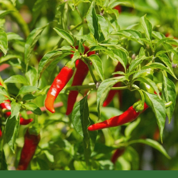 Cayenne Pepper Powder (Capsicum Minimum) - Dried Herb, Organic
