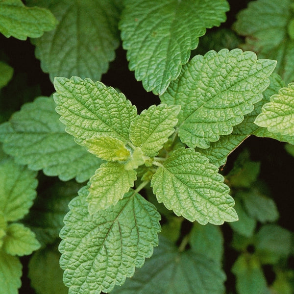 Chi – Heritage Tea