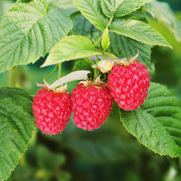 Chi – Heritage Tea