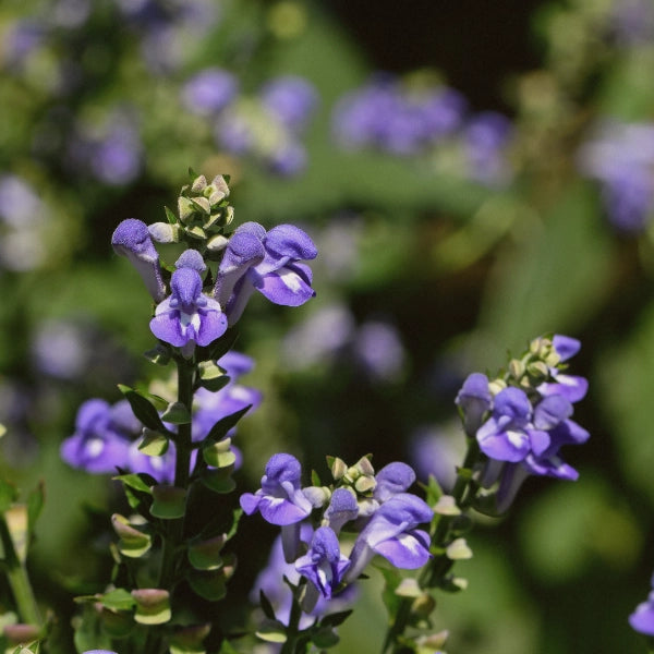 Healthology, Stress-FX Stress Formula