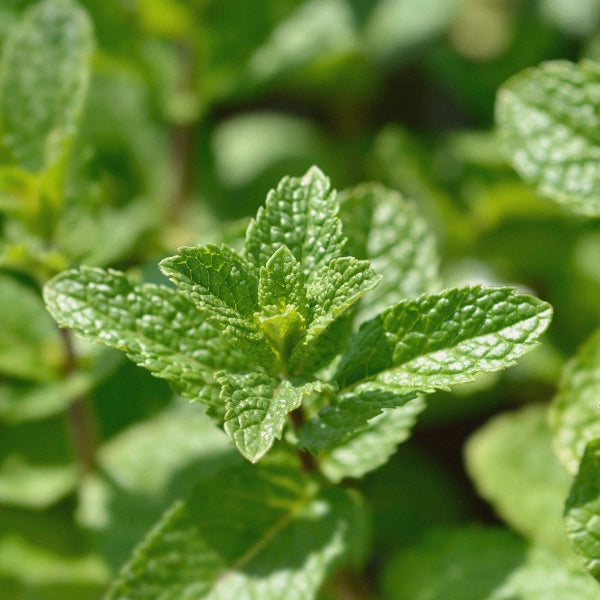 Natural Repellant Spritzer - Aromatherapy Spray