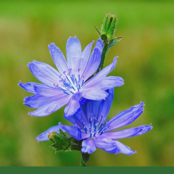 Chicory Root, Roasted, Cut & Sifted (Chicorium intyus) - Dried Herb, Organic